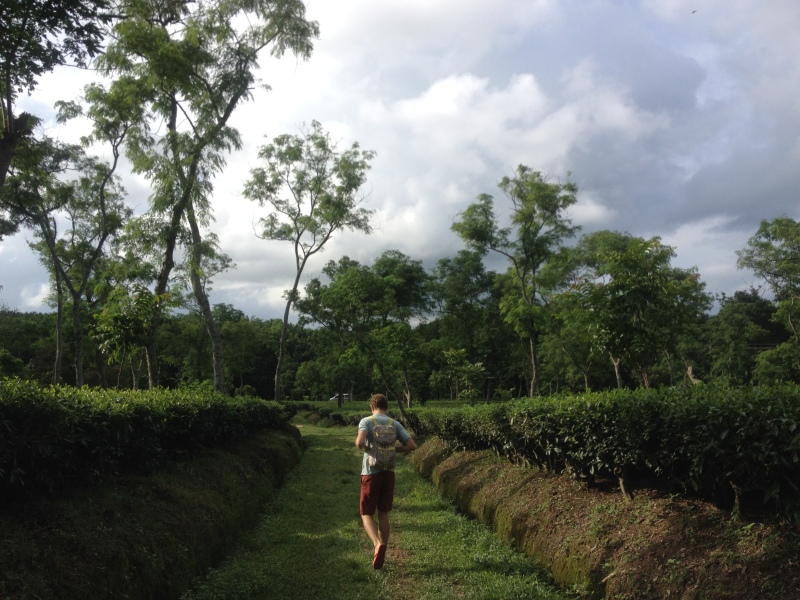 Retrouvailles dans les champs de thé de Srimongol, Est du Bangladesg